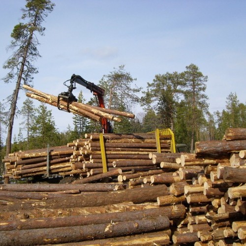 Лесное хозяйство