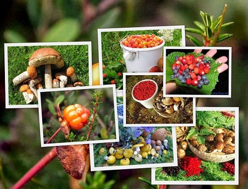 СООО «ДарПинЛес»